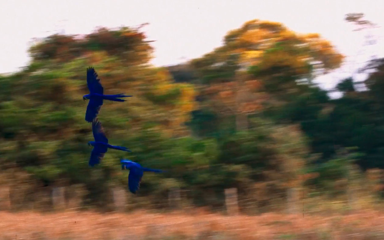 All Flights Will Unfold