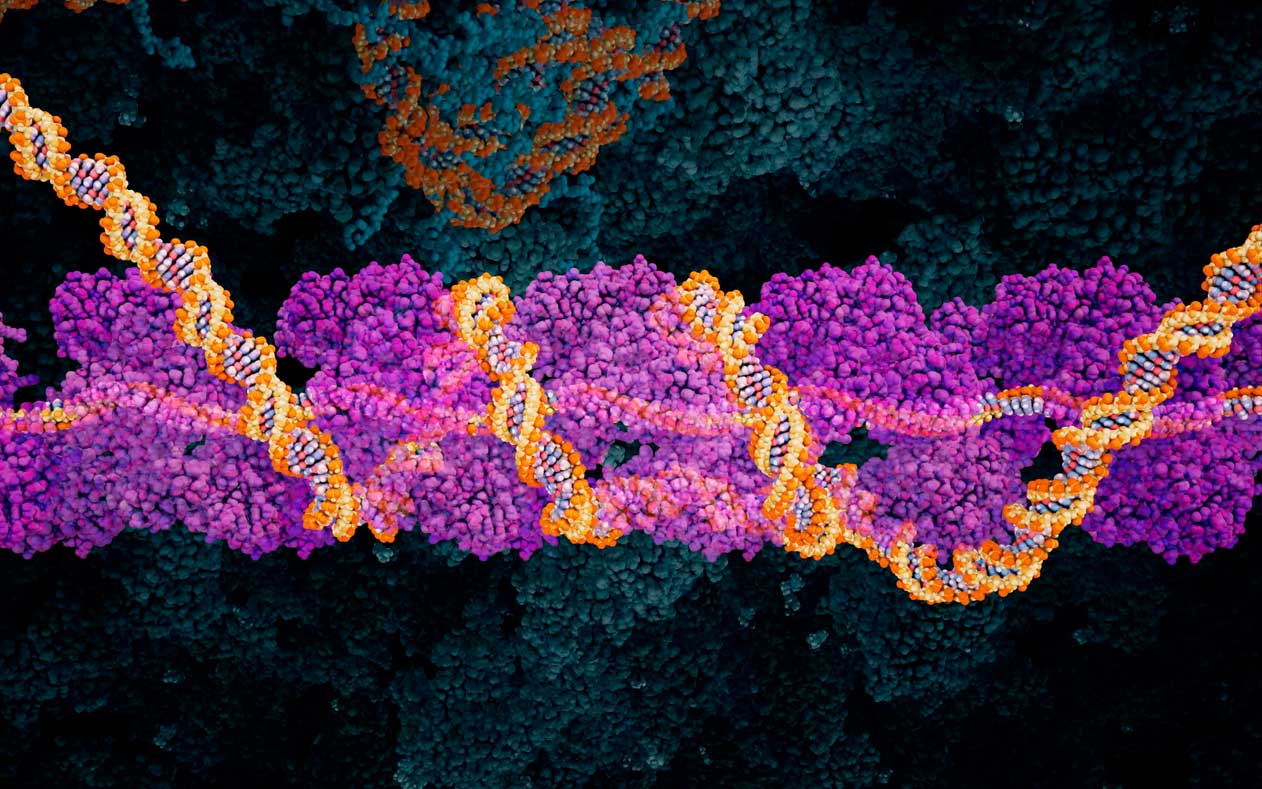 DNA Break Repair by Homologous Recombination
