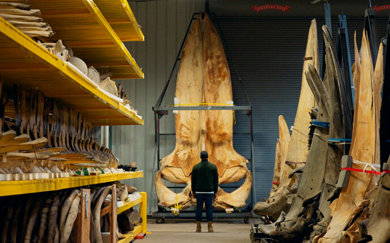 Inside the World’s Only Whale Warehouse