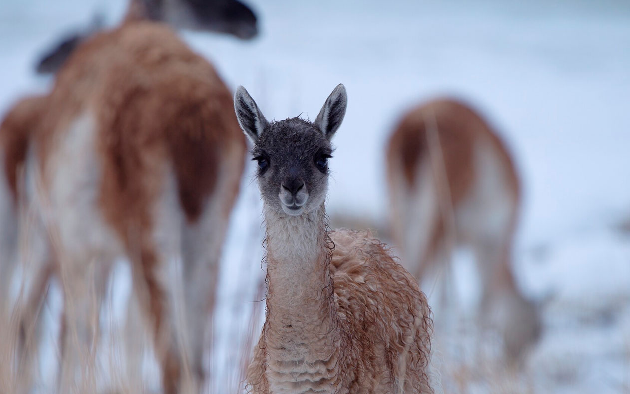 Wiktoria A. Ciesielska